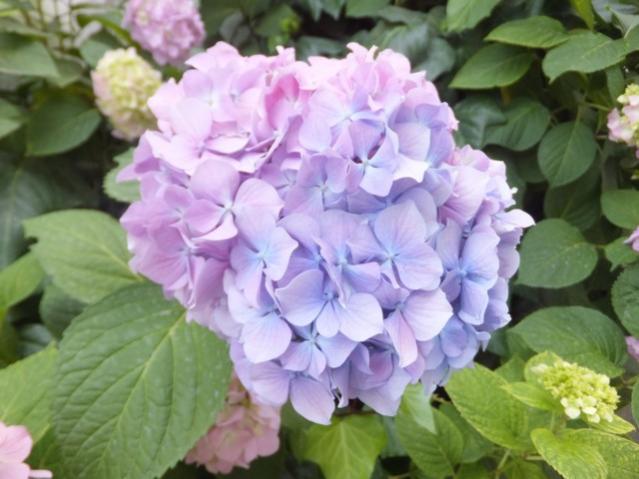 Name:  DSCF7924.jpg
Views: 327
Size:  42.6 KB