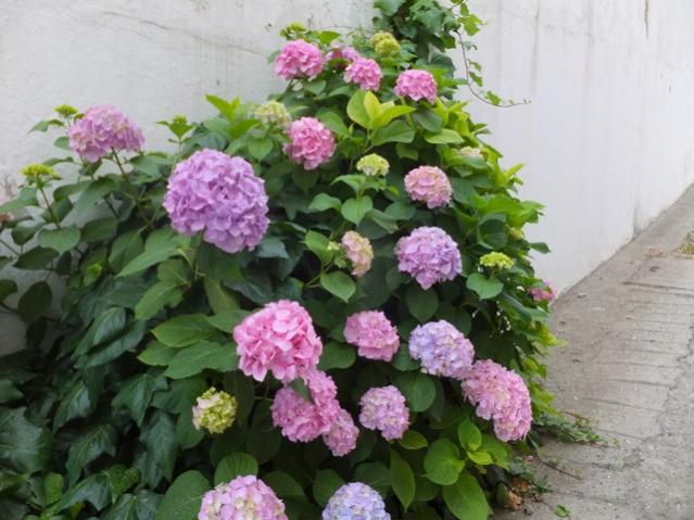Name:  DSCF7925.jpg
Views: 309
Size:  50.9 KB