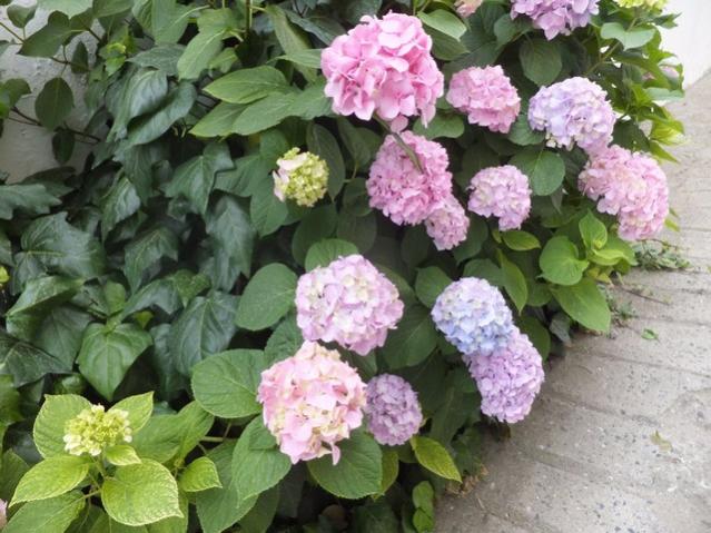 Name:  DSCF7926.jpg
Views: 322
Size:  59.8 KB