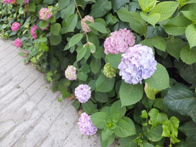 Name:  DSCF7927.jpg
Views: 327
Size:  54.1 KB