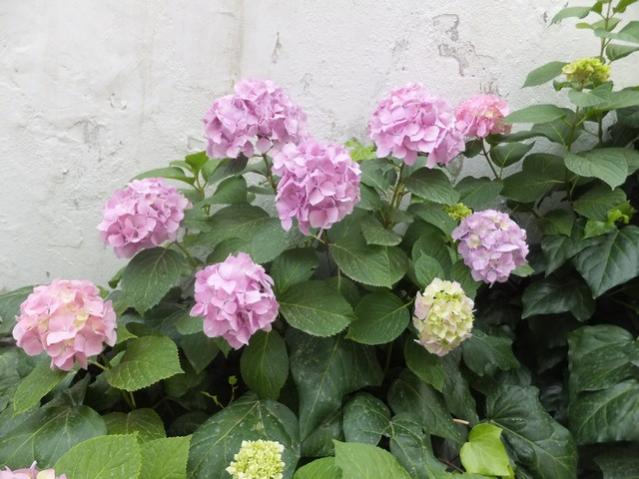 Name:  DSCF7928.jpg
Views: 329
Size:  49.5 KB
