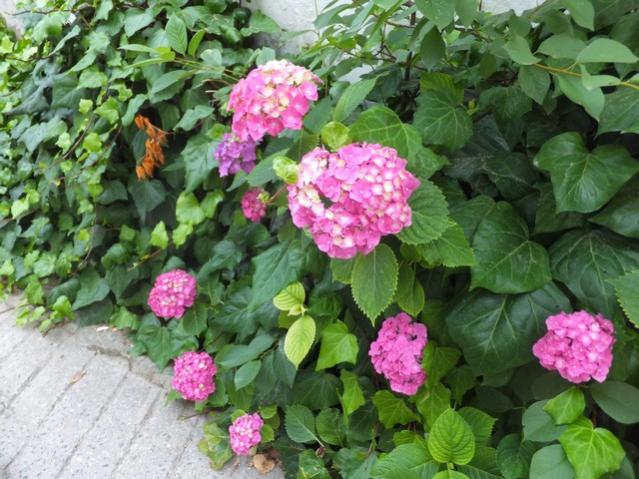 Name:  DSCF7929.jpg
Views: 305
Size:  63.3 KB