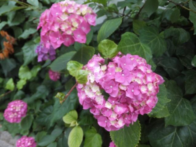 Name:  DSCF7930.jpg
Views: 320
Size:  41.7 KB