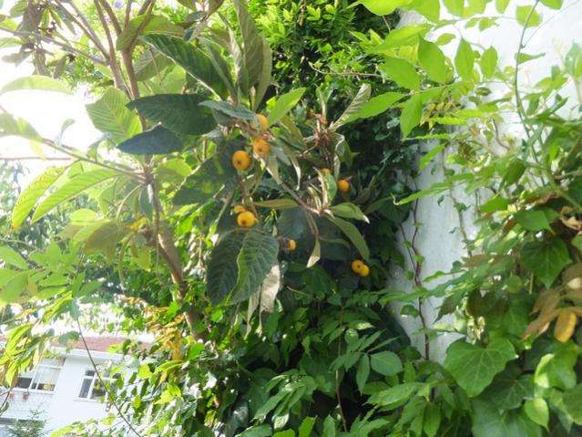 Name:  DSCF7938.jpg
Views: 316
Size:  69.5 KB