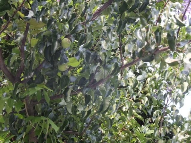 Name:  DSCF7939.jpg
Views: 326
Size:  70.0 KB