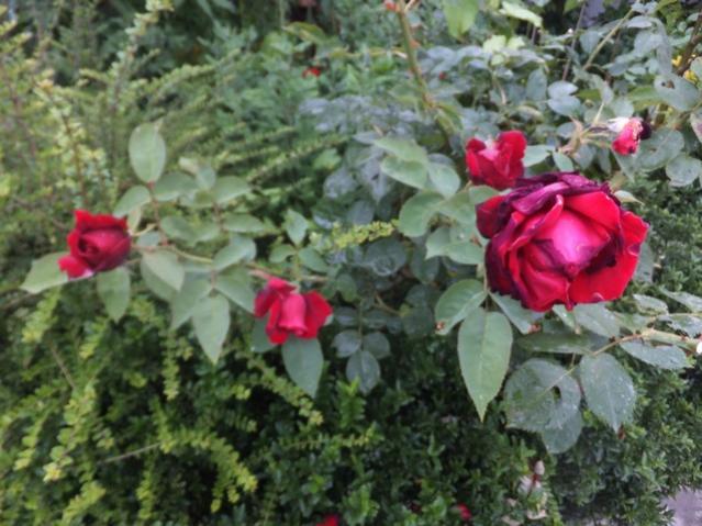 Name:  DSCF7945.jpg
Views: 309
Size:  54.4 KB