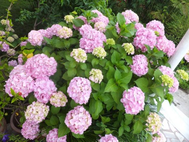 Name:  DSCF7951.jpg
Views: 335
Size:  68.2 KB