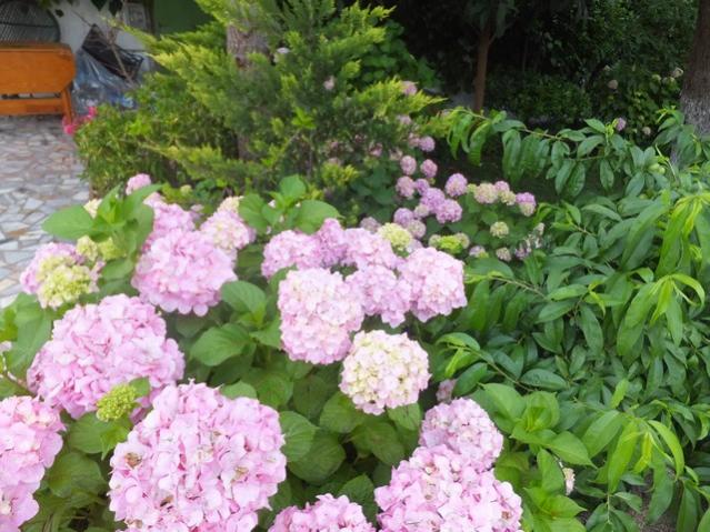 Name:  DSCF7953.jpg
Views: 308
Size:  63.8 KB