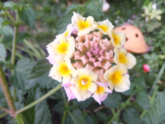 Name:  DSCF7968.jpg
Views: 264
Size:  69.6 KB