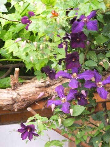 Name:  DSCF7970.jpg
Views: 237
Size:  67.2 KB