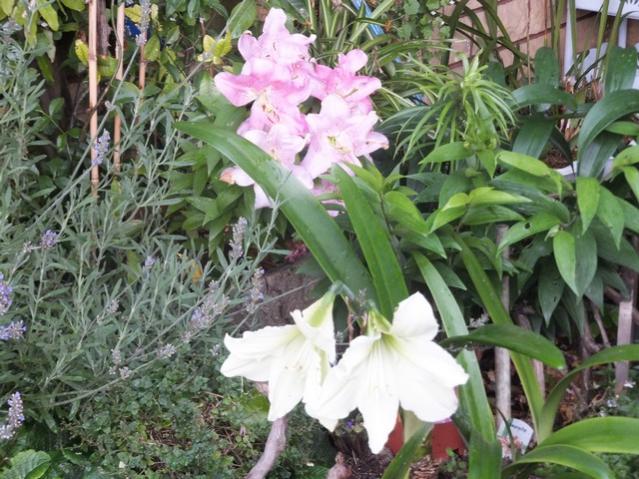 Name:  DSCF7974.jpg
Views: 243
Size:  67.1 KB