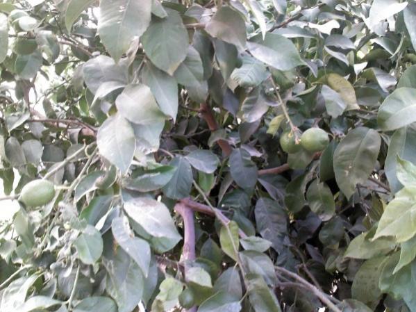 Name:  limon 1 (600 x 450).jpg
Views: 1337
Size:  54.4 KB