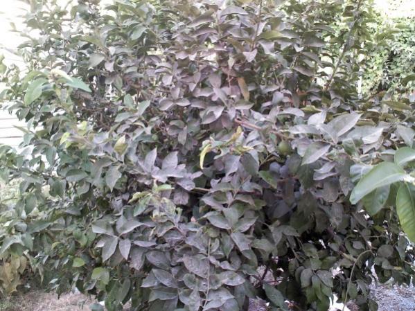 Name:  limon 2 (600 x 450).jpg
Views: 1012
Size:  69.5 KB