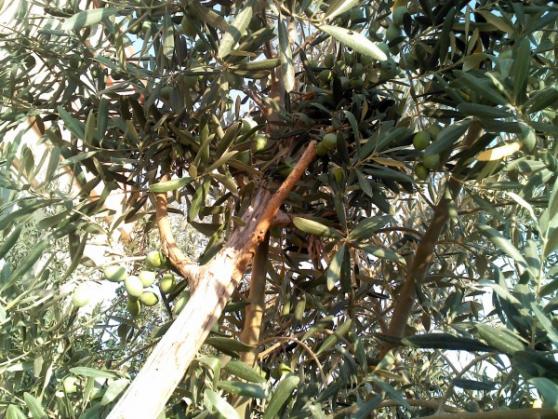 Name:  zeytin 1 (600 x 450).jpg
Views: 1032
Size:  72.2 KB