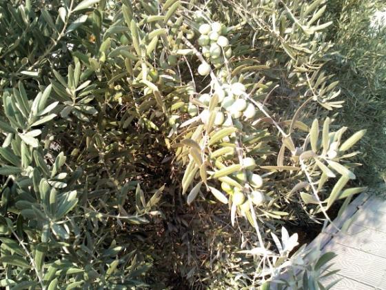 Name:  zeytin 2 (600 x 450).jpg
Views: 1494
Size:  71.8 KB