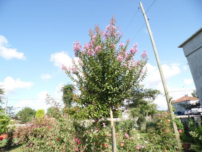 Name:  46-055.jpg
Views: 477
Size:  66.1 KB