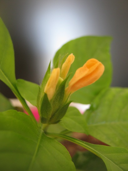 Name:  crossandra1.jpg
Views: 961
Size:  64.0 KB