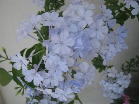 Name: mavi yasemin.jpg
Views: 1012
Size: 28.2 KB