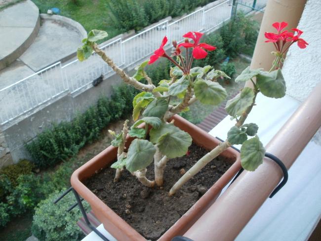Name:  P1010298a.jpg
Views: 357
Size:  55.3 KB