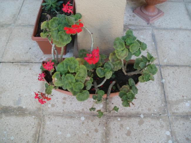 Name:  P1010309a.jpg
Views: 361
Size:  51.2 KB