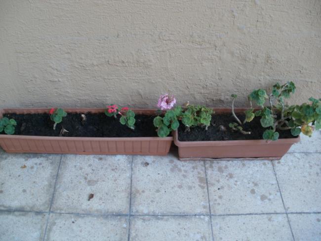 Name:  P1010311a.jpg
Views: 340
Size:  43.4 KB