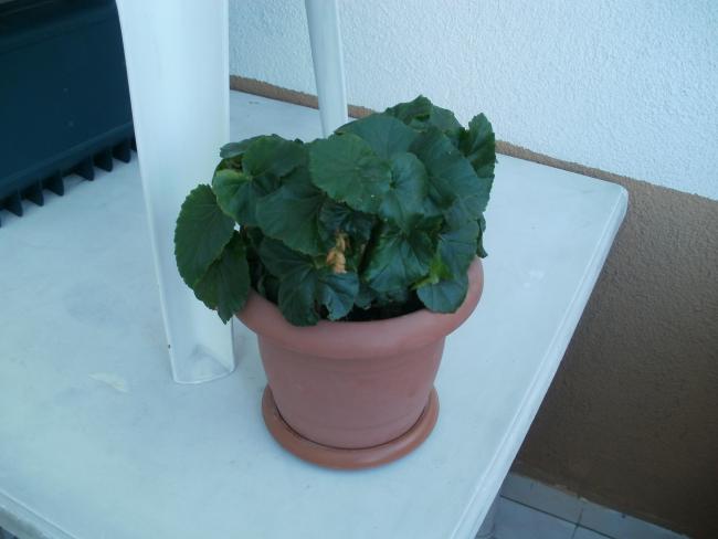 Name:  P1010294a.jpg
Views: 421
Size:  28.1 KB