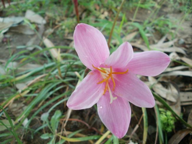 Name:  P1010346a.jpg
Views: 422
Size:  42.3 KB
