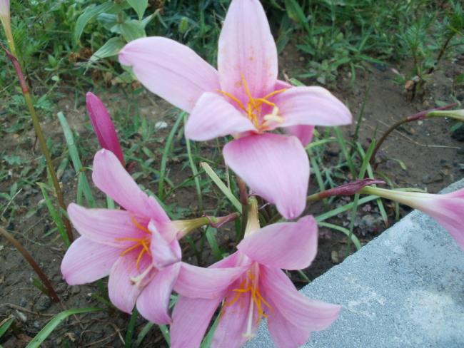 Name:  P1010349a.jpg
Views: 430
Size:  55.0 KB