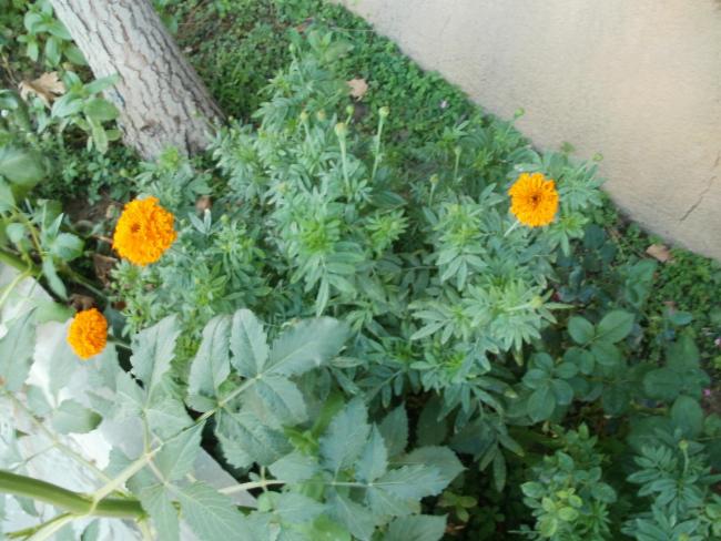 Name:  P1010325a.jpg
Views: 346
Size:  57.3 KB