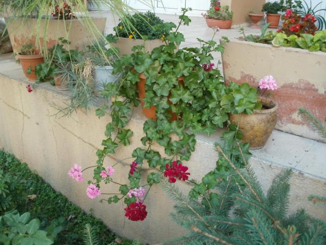 Name:  P1010327a.jpg
Views: 352
Size:  60.7 KB