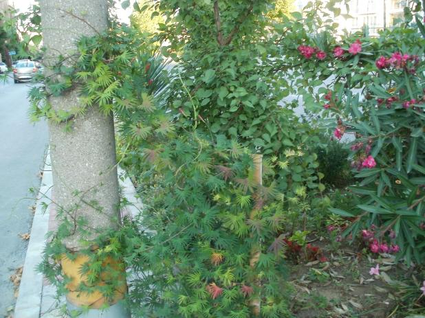 Name:  P1010343a.jpg
Views: 359
Size:  70.5 KB