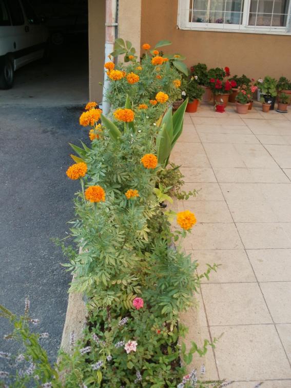 Name:  P1010317a.jpg
Views: 357
Size:  72.2 KB
