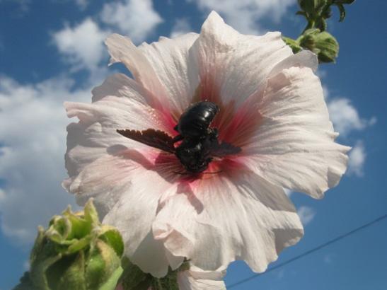 Name:  marangoz ar.jpg
Views: 1499
Size:  26.8 KB