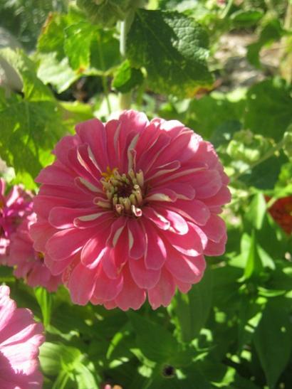 Name:  zinnia.jpg
Views: 1070
Size:  35.9 KB