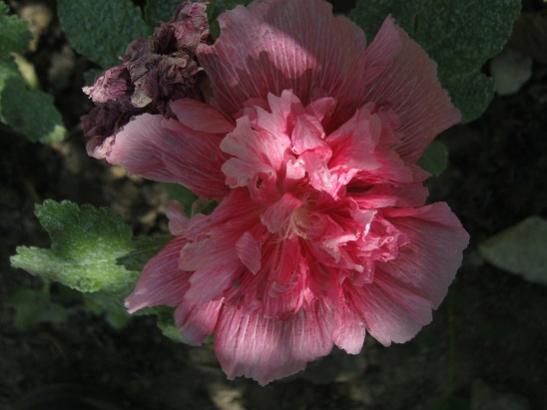 Name:  katl glhatmi.jpg
Views: 1102
Size:  27.8 KB