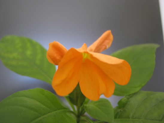 Name:  crossandra.jpg
Views: 1080
Size:  50.6 KB