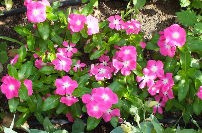 Name:  DSCF1895.jpg
Views: 323
Size:  68.7 KB
