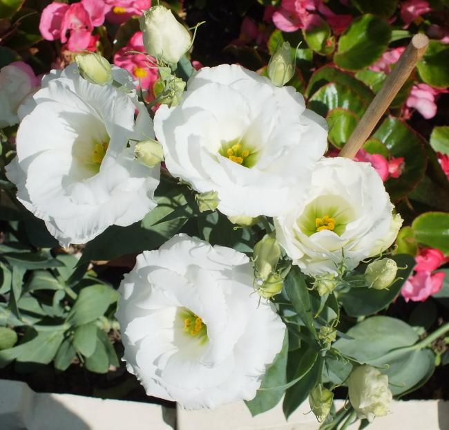 Name:  DSCF1930.jpg
Views: 285
Size:  58.7 KB
