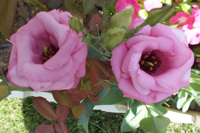 Name:  DSCF1931.jpg
Views: 301
Size:  41.6 KB