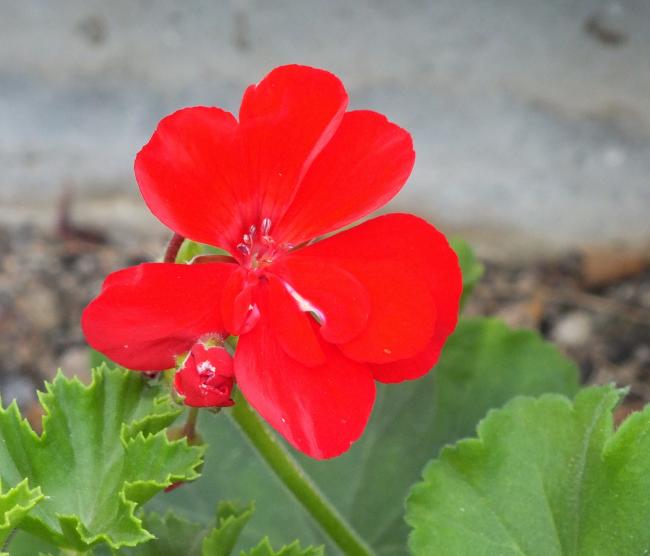 Name:  DSCF1938.jpg
Views: 476
Size:  32.8 KB
