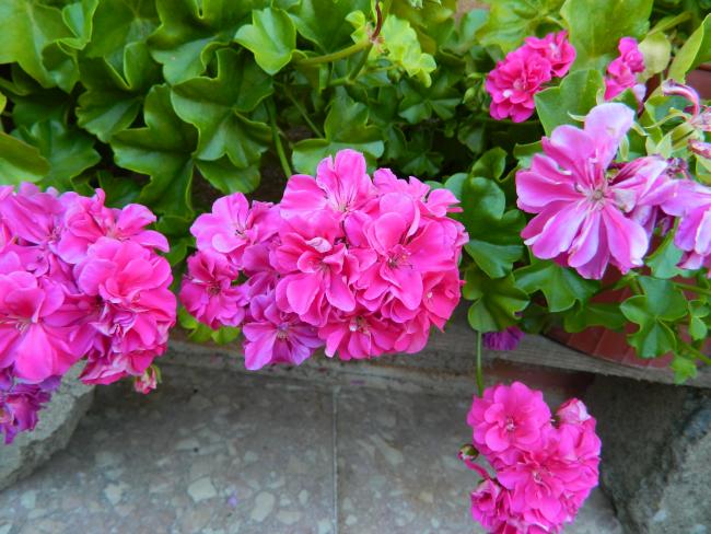 Name:  DSCN0996.jpg
Views: 728
Size:  59.8 KB