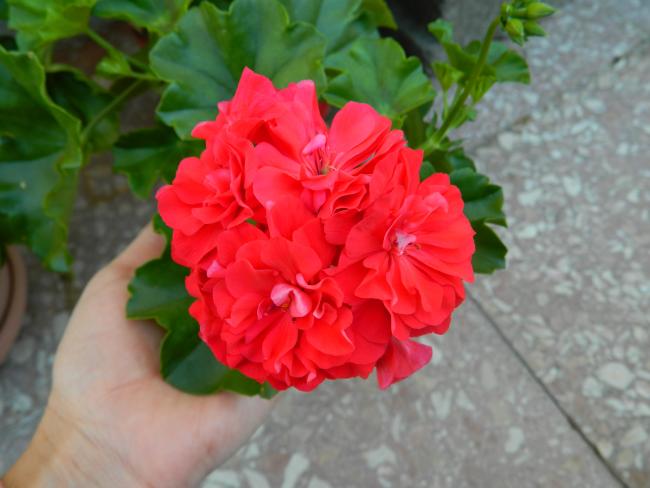 Name:  DSCN0993.jpg
Views: 738
Size:  36.6 KB