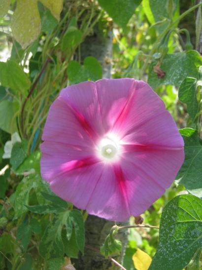 Name:  pembe safa.jpg
Views: 1144
Size:  34.2 KB