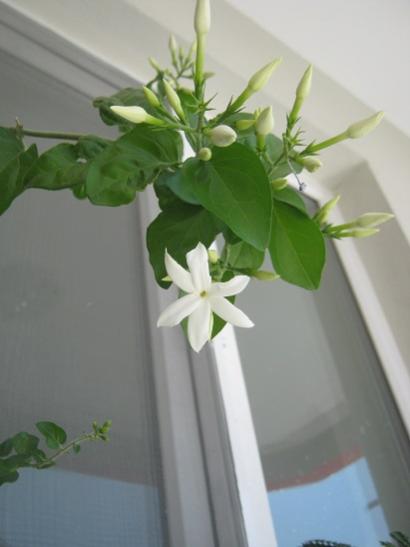 Name:  ful yasemin tomurcuk.jpg
Views: 1379
Size:  19.9 KB