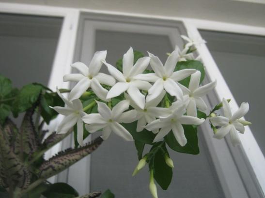 Name:  ful yasemin.jpg
Views: 2122
Size:  24.1 KB