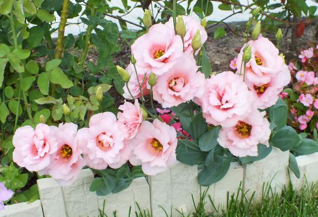 Name:  DSCF1951.jpg
Views: 428
Size:  61.3 KB