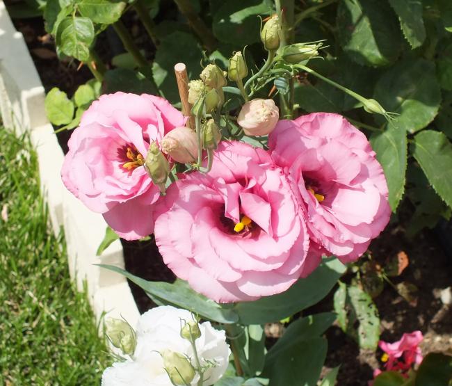 Name:  DSCF1956.jpg
Views: 396
Size:  61.8 KB