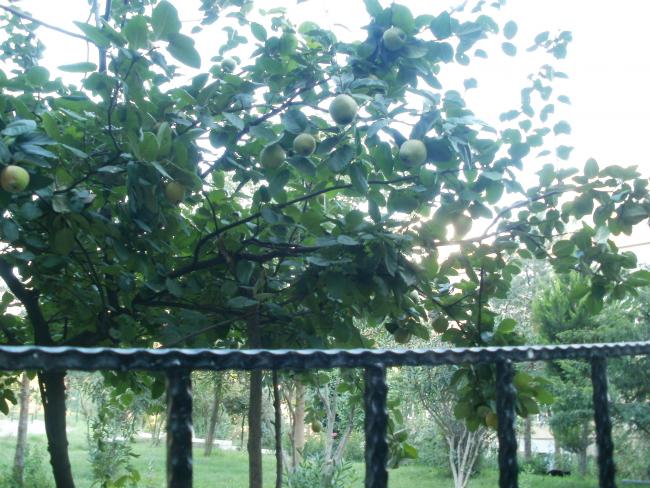 Name:  P1010019a.jpg
Views: 430
Size:  68.8 KB