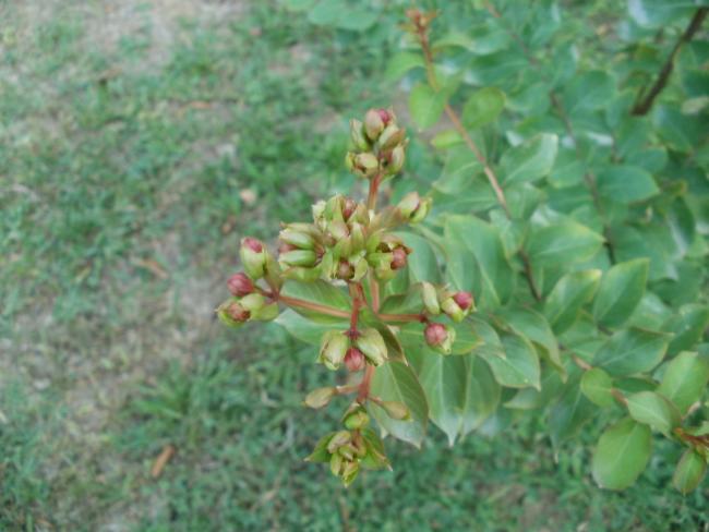 Name:  P1010047a.jpg
Views: 372
Size:  40.7 KB
