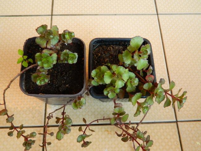 Name:  DSCN1059.jpg
Views: 704
Size:  53.0 KB